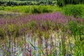 Purple loosestrife Lythrum salicaria inflorescence. Flower spike of plant in the family Lythraceae, associated with wet habitats Royalty Free Stock Photo