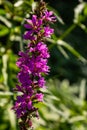 Purple loosestrife Lythrum salicaria inflorescence. Flower spike of plant in the family Lythraceae, associated with wet habitats Royalty Free Stock Photo