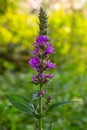 Purple loosestrife Lythrum salicaria inflorescence. Flower spike of plant in the family Lythraceae, associated with wet habitats Royalty Free Stock Photo