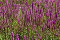 Purple loosestrife Lythrum salicaria inflorescence. Flower spike of plant in the family Lythraceae, associated with wet habitats Royalty Free Stock Photo