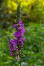 Purple loosestrife Lythrum salicaria inflorescence. Flower spike of plant in the family Lythraceae, associated with wet habitats Royalty Free Stock Photo