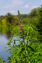 Purple loosestrife Lythrum salicaria inflorescence. Flower spike of plant in the family Lythraceae, associated with wet habitats