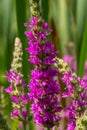 Purple loosestrife Lythrum salicaria inflorescence. Flower spike of plant in the family Lythraceae, associated with wet habitats Royalty Free Stock Photo