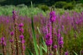 Purple loosestrife Lythrum salicaria inflorescence. Flower spike of plant in the family Lythraceae, associated with wet habitats Royalty Free Stock Photo