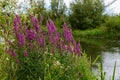 Purple loosestrife Lythrum salicaria inflorescence. Flower spike of plant in the family Lythraceae, associated with wet habitats Royalty Free Stock Photo