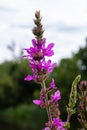 Purple loosestrife Lythrum salicaria inflorescence. Flower spike of plant in the family Lythraceae, associated with wet habitats Royalty Free Stock Photo