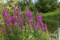 Purple loosestrife Lythrum salicaria inflorescence. Flower spike of plant in the family Lythraceae, associated with wet habitats Royalty Free Stock Photo