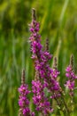 Purple loosestrife Lythrum salicaria inflorescence. Flower spike of plant in the family Lythraceae, associated with wet habitats Royalty Free Stock Photo