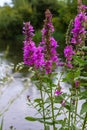 Purple loosestrife Lythrum salicaria inflorescence. Flower spike of plant in the family Lythraceae, associated with wet habitats Royalty Free Stock Photo