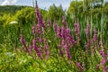 Purple loosestrife Lythrum salicaria inflorescence. Flower spike of plant in the family Lythraceae, associated with wet habitats Royalty Free Stock Photo