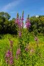 Purple loosestrife Lythrum salicaria inflorescence. Flower spike of plant in the family Lythraceae, associated with wet habitats Royalty Free Stock Photo