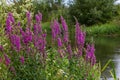 Purple loosestrife Lythrum salicaria inflorescence. Flower spike of plant in the family Lythraceae, associated with wet habitats Royalty Free Stock Photo