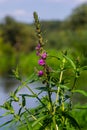 Purple loosestrife Lythrum salicaria inflorescence. Flower spike of plant in the family Lythraceae, associated with wet habitats Royalty Free Stock Photo