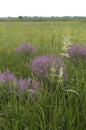 Purple Loosestrife (Lythrum salicaria) Royalty Free Stock Photo