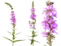 Purple loosestrife or Lythrum salicaria isolated on white background