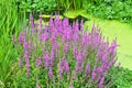 Purple Loosestrife - Lythrum salicaria, Norfolk, England, UK