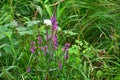 Purple Loosestrife - Lythrum salicaria, Suffolk, England, UK Royalty Free Stock Photo