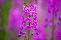 Purple loosestrife