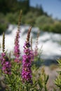 Purple Loosestrife - Oregon Wildflowers Royalty Free Stock Photo