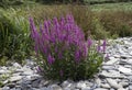 Purple Loosestrife (Lythrum salicaria) Royalty Free Stock Photo