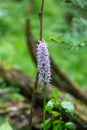 Purple loosetrife flower latin: Lythrum salicaria growing in forest on Altay