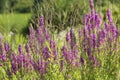 Purple loosetrife flowers in a swamp in Connecticut