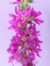 Purple loosetrife (Lythrum salicaria)