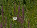 Purple loosestrife and white bind weed flower and green reed