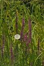 Purple loosestrife and white bind weed flower and green reed