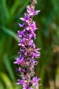 Purple-loostrife flowers