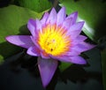 A Purple Lotus