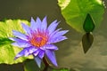 Purple Lotus