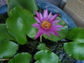Purple lotus Royalty Free Stock Photo