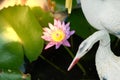 Purple lotus on lotus basin with sun flare in decoration garden concept Royalty Free Stock Photo