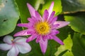 Purple Lotus in the bath