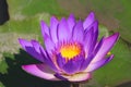 Purple lotus beautiful color closed up image