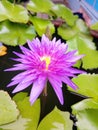 Purple lotus Royalty Free Stock Photo