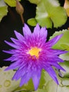 Purple lotus Royalty Free Stock Photo