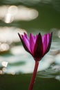 Purple lotus in beautiful morning ligh Royalty Free Stock Photo