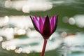 Purple lotus in beautiful morning light Royalty Free Stock Photo