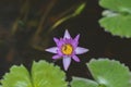 Purple lotus , Bee inside , object lotus Royalty Free Stock Photo