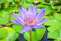 Purple lotus Royalty Free Stock Photo