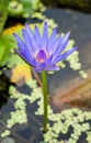 Purple lotus blooming Royalty Free Stock Photo
