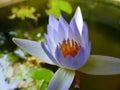 Purple lotus