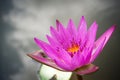 Purple lotus blooming in a pound. Aquatic plant. Tropical flower. Nature background with copy space.