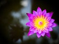 Purple lotus blooming in a pound. Aquatic plant. Tropical flower. Top view. Royalty Free Stock Photo