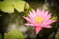 Purple lotus blossoms or water blooming on pond.