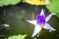 Purple lotus blossoms or water blooming on pond.