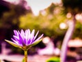 Purple lotus blossoms or water lily flowers blooming on pond. Summer Buddha worship decoration  Background Royalty Free Stock Photo