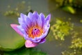 Purple lotus in Buddhism